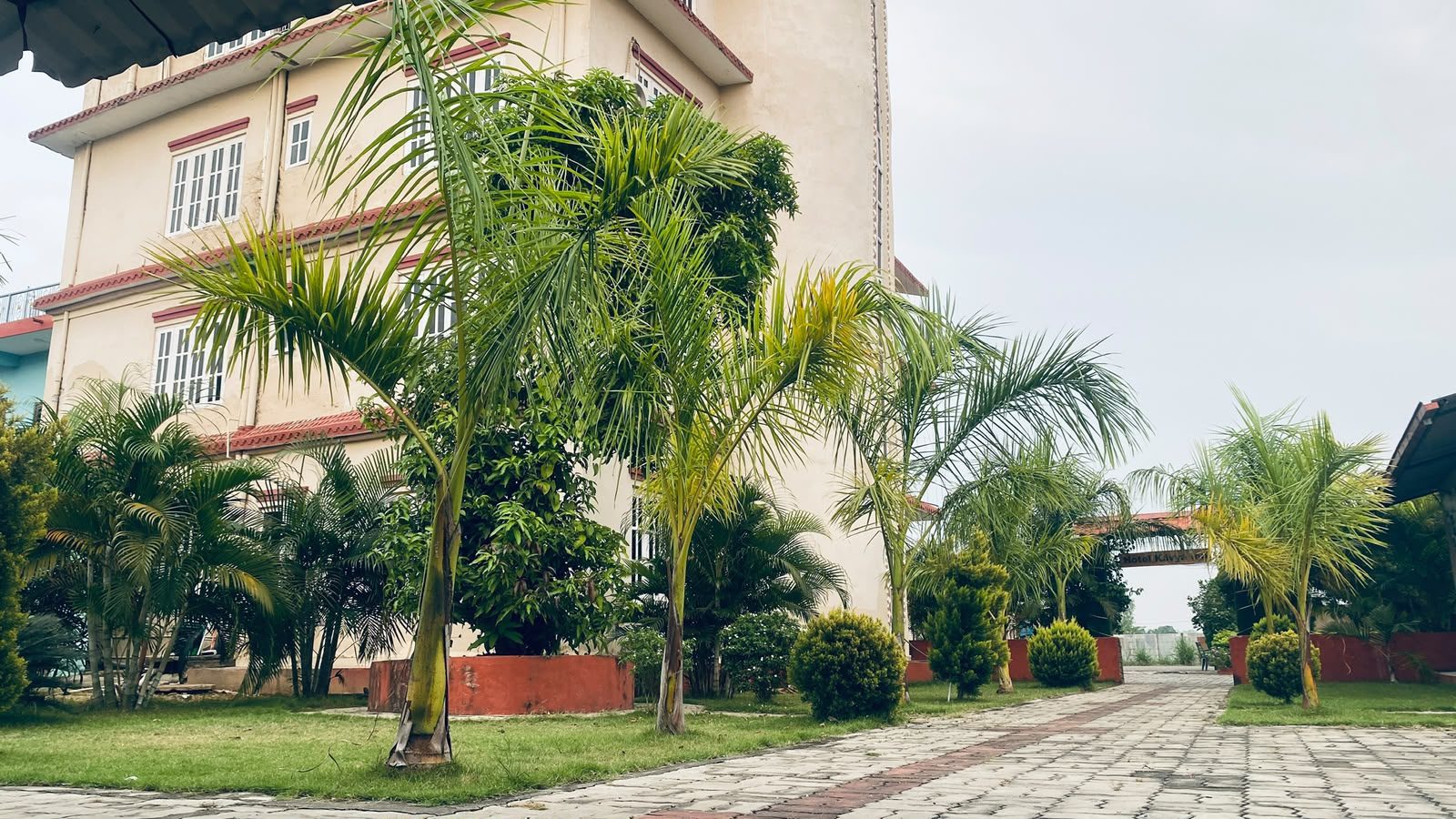 Garden pathway lined with palm trees